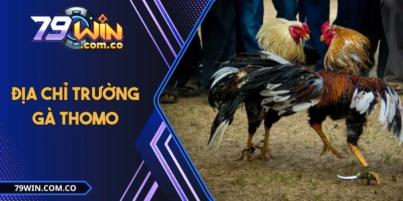 Tổng Hợp Các Địa Chỉ Trường Gà Thomo Nổi Tiếng Nhất 2025